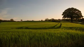 Green wheatfields evening.jpg